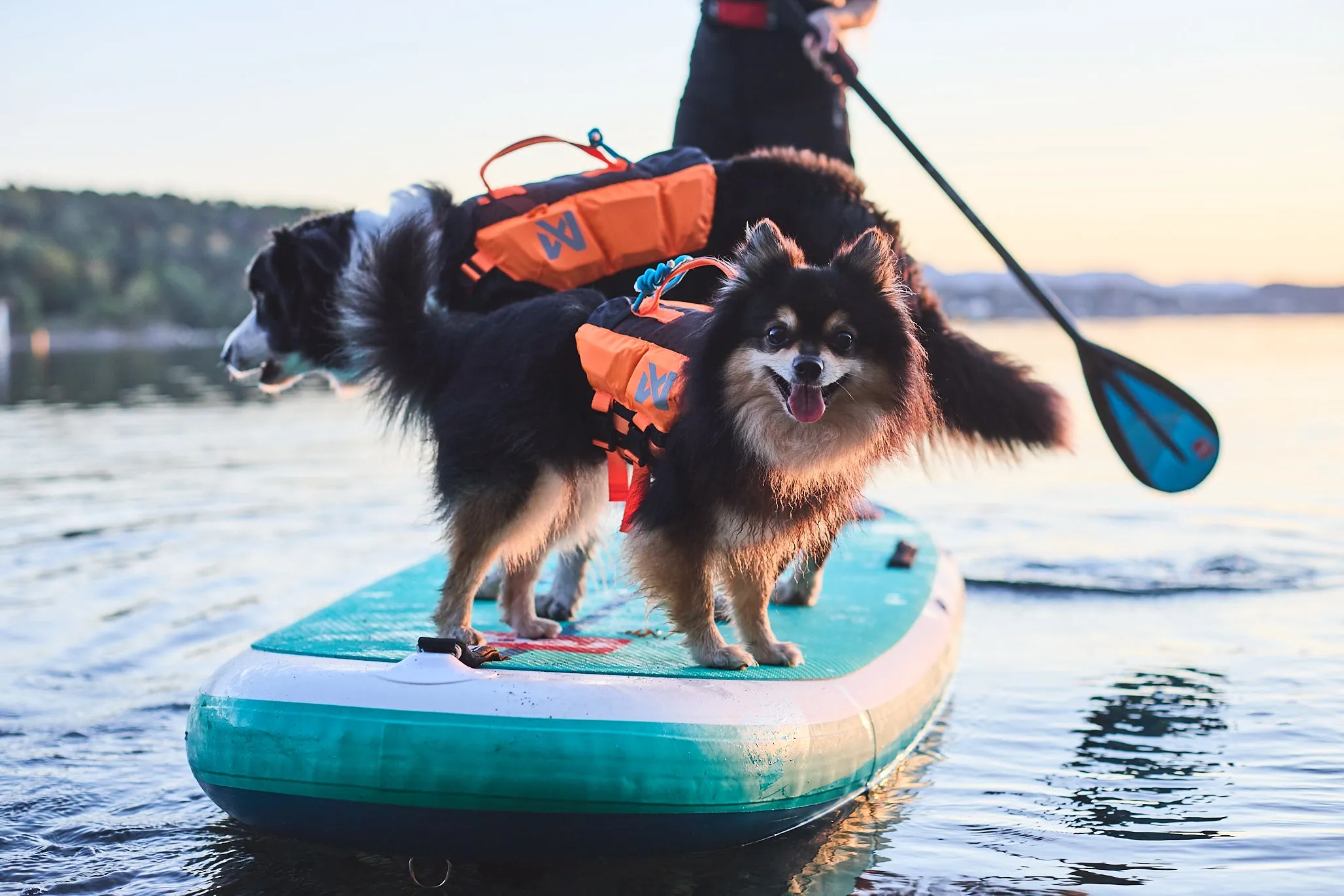 Non-Stop Dog Wear: Protector Life Jacket