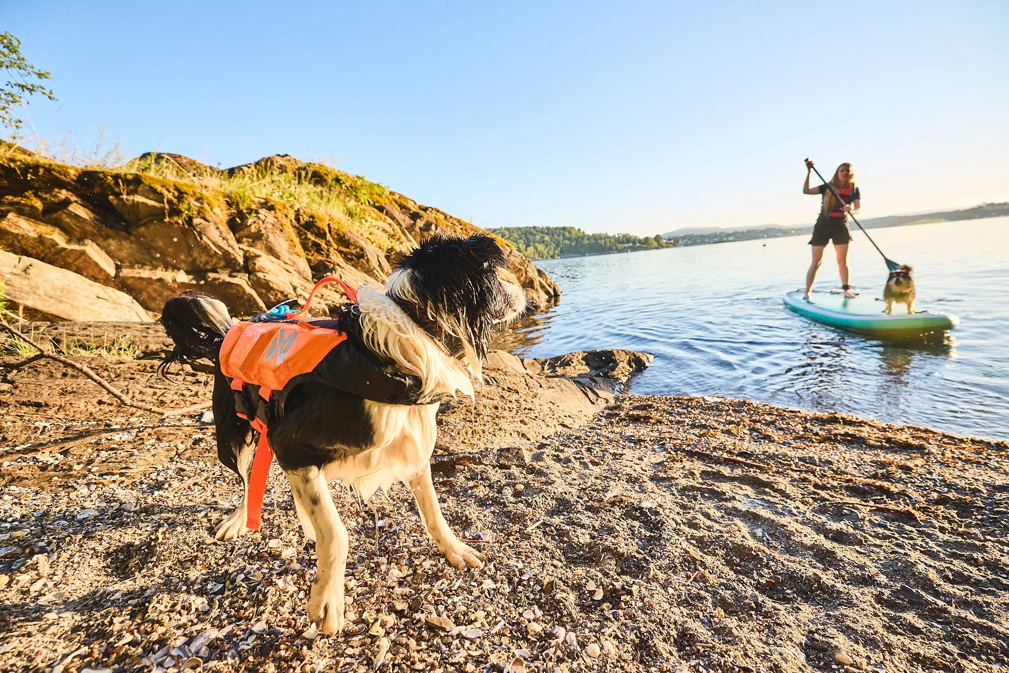 Non-Stop Dog Wear: Protector Life Jacket